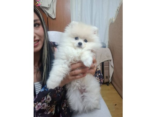 2 yavrumu acil ücretli uygun birşekilde sahiplendireceğim