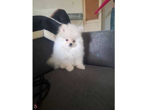 Beyaz Pamuk Şeker: 2.5 Aylık Dişi Pomeranian Boo Yavrusu