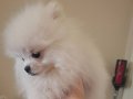 Bembeyaz Kar Topu 2.5 Aylık Pomeranian Boo Yavrularım