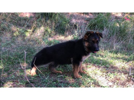 ÜST VASIFLI ALMAN ÇOBAN KÖPEĞİ YAVRULARI