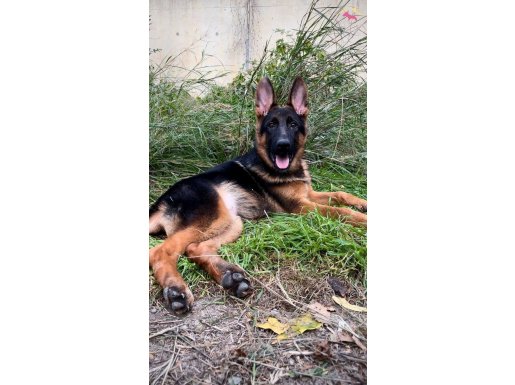 SIRADAN ALMAN ÇOBAN KÖPEĞİ ARAMAYANLAR İÇİN