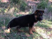ÜST VASIFLI ALMAN ÇOBAN KÖPEĞİ YAVRULARI