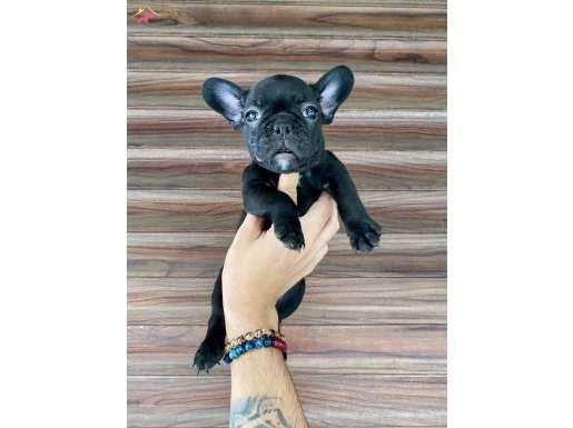 French Bulldog 