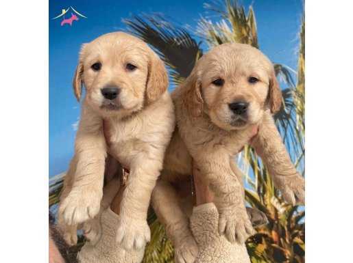 Golden Retriever Bebekler 
