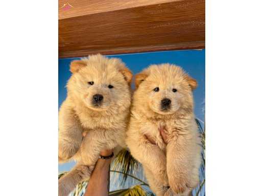 Chow Chow Bebekler 