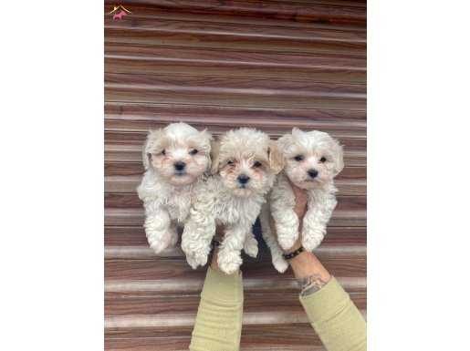 Maltipoo Yavruları