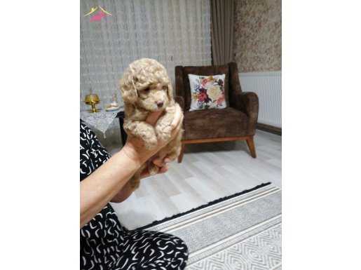 Toy Poodle 