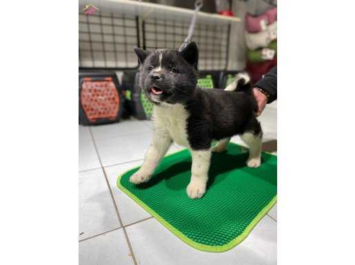 Amerikan Akita Yavruları 