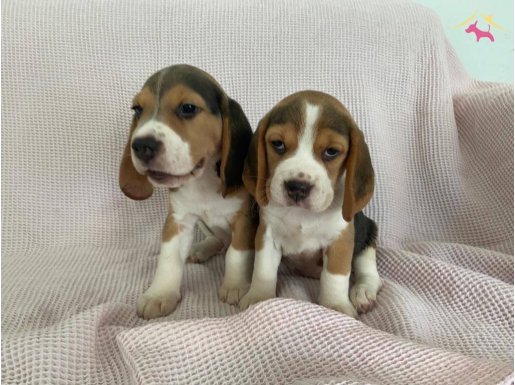 Beagle Bebekler 