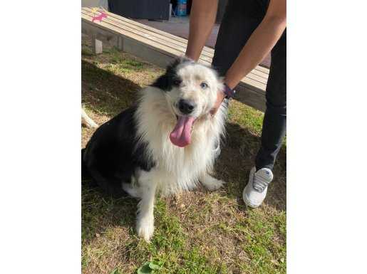 Border Collie Bebekler