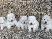 Chow Chow Yavruları 