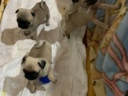 Pug Yavruları