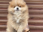 Dünyanın en Tatlısı Pomeranian Boo