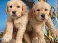 Golden Retriever Bebekler 