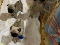 Pug Yavruları