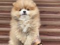 Pomeranian Boo