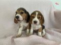 Beagle Bebekler 