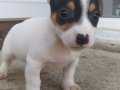 Jack Russel Yavrular