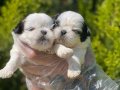Shih Tzu Bebekler