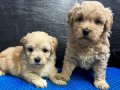 F-1Maltipoo