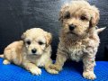 F-1Maltipoo