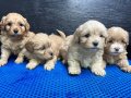 F-1Maltipoo