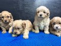 F-1Maltipoo
