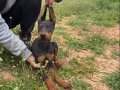 Doberman Yavrular 