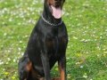 Doberman Yavrular 
