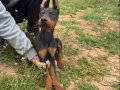 Doberman Yavrular 