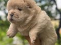 Chow Chow Bebekler 