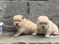 Chow Chow Bebekler 