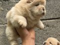 Chow Chow Bebekler 