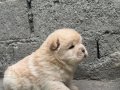 Chow Chow Bebekler 
