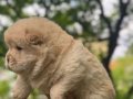 Chow Chow Bebekler 