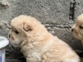 Chow Chow Bebekler 