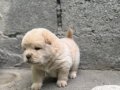 Chow Chow Bebekler 