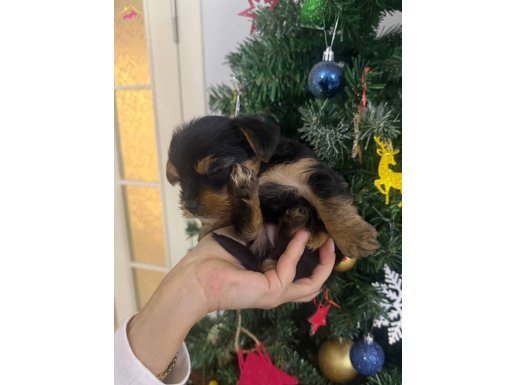 Minyatür yorkshire terrier