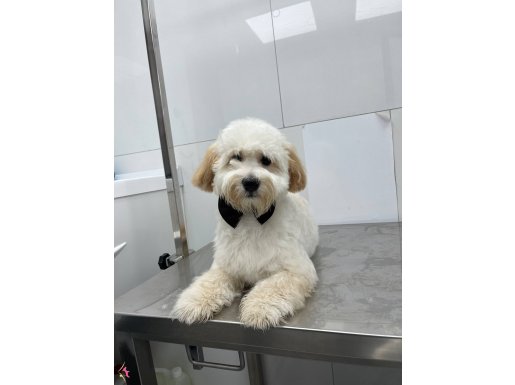 Ped Eğitimli Sosyal Maltipoo | Oyuncak Görünümlü Kıvırcık Dostunuz