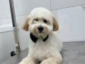 Ped Eğitimli Sosyal Maltipoo | Oyuncak Görünümlü Kıvırcık Dostunuz