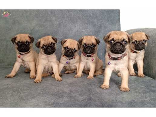 ÜST KALİTE PUG MOPS BEBEKLER