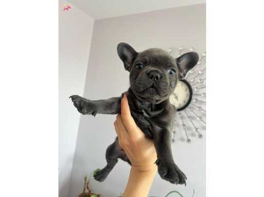 KALİTELİ BLUE FRENCH YAVRULAR