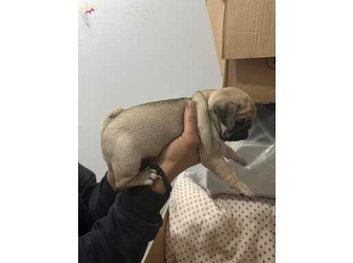 SHOW CLASS PUG MOPS BEBEKLER 
