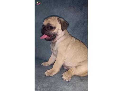 ÜST KALİTE PUG MOPS BEBEKLER 