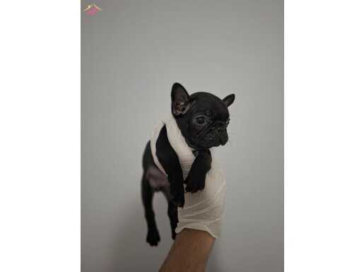 ÜST KALİTE DİŞİ FRENCH BULLDOG BEBEK 