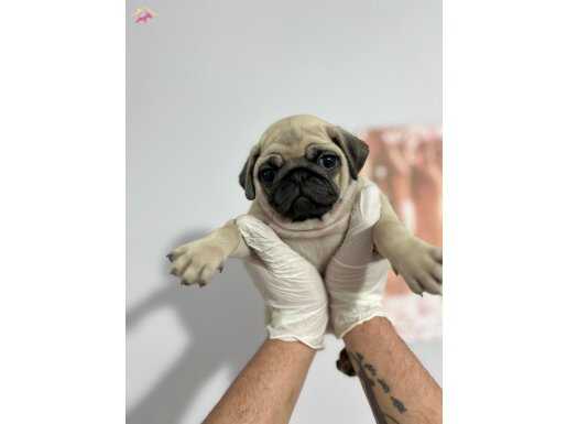 KALİTELİ PUG MOPS BEBEKLER