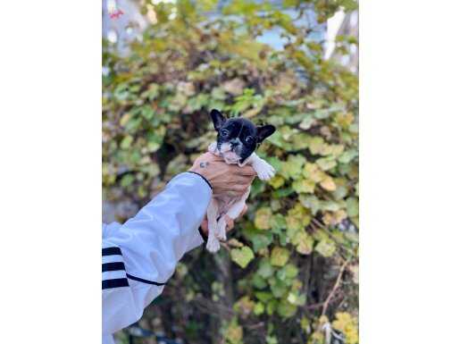 ÜST KALİTEDE DİŞİ FRENCH BULLDOG BEBEK 