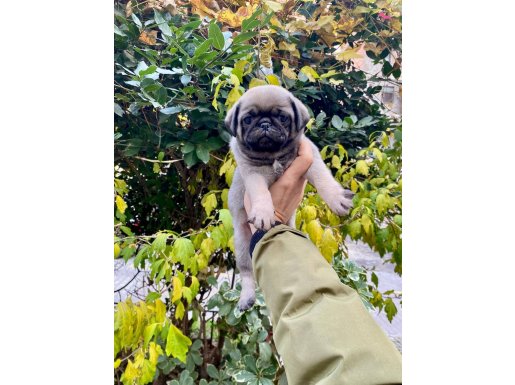 ÜST KALİTEDE DİŞİ PUG MOPS BEBEK
