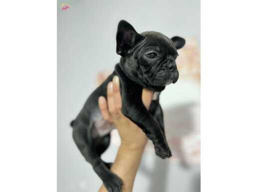 ÜST KALİTE ERKEK FRENCH BULLDOG BEBEK 
