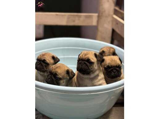 SHOW CLASS PUG MOPS BEBEKLER 